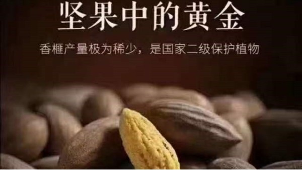 CHUNZHI®||秋冬暖意|香榧子特辑